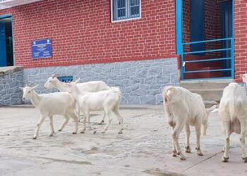 SKUAST-K introduces ‘Milk Queen’ goats to boost urban dairy in Kashmir