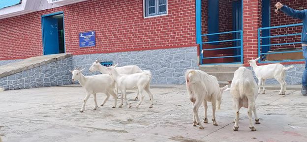 SKUAST-K introduces ‘Milk Queen’ goats to boost urban dairy in Kashmir