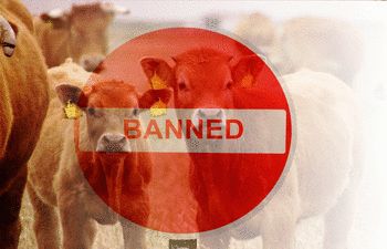Samba DM imposes ban on bovine transportation