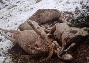 Lightning strike kills over 250 sheep in Kokernag
