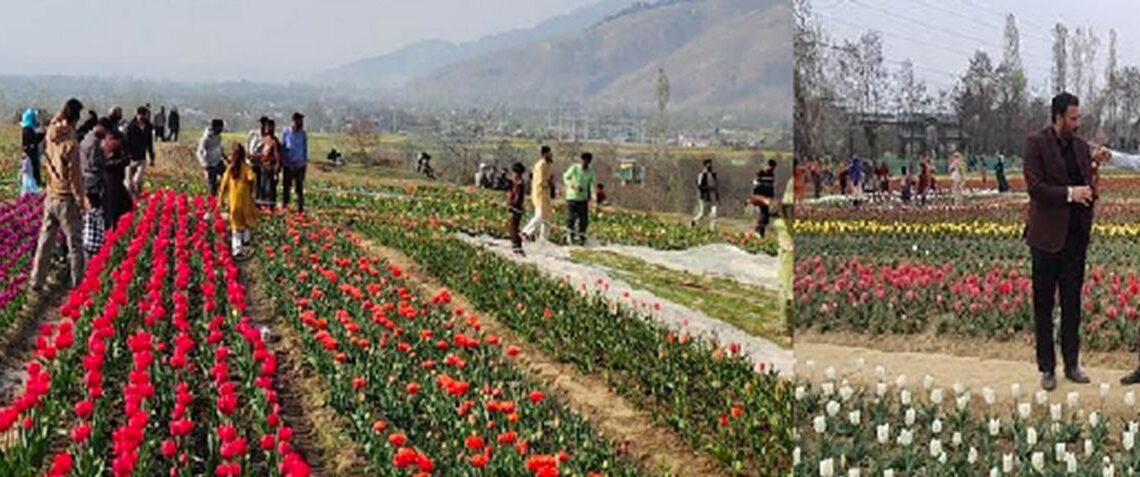 South Kashmir The New Epicenter Of Tulip Farming In Valley