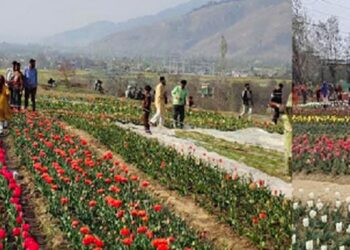 South Kashmir The New Epicenter Of Tulip Farming In Valley
