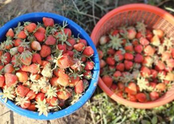 Strawberry Harvest Begins in Gassoo, Srinagar’s ‘Strawberry Village’