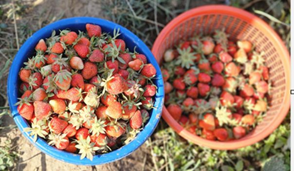 Strawberry Harvest Begins in Gassoo, Srinagar’s ‘Strawberry Village’