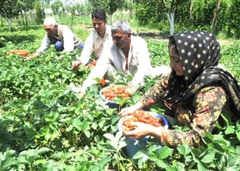 Strawberry cultivation in J&K proving ‘Apple of Farmers’ Eye’