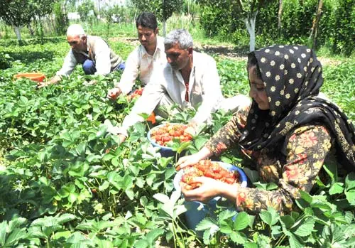 Strawberry cultivation in J&K proving ‘Apple of Farmers’ Eye’