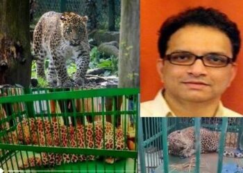 Roar of Concern: Surge in leopard encounters spark alarm in Valley