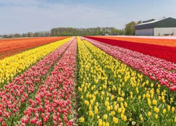 Famous Tulip garden to shut for visitors on April 18