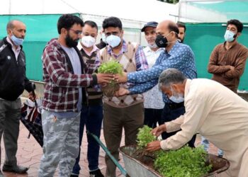 AP&FWD Kashmir starts sale of Vegetable seedlings at Kitchen Garden, Lal Mandi