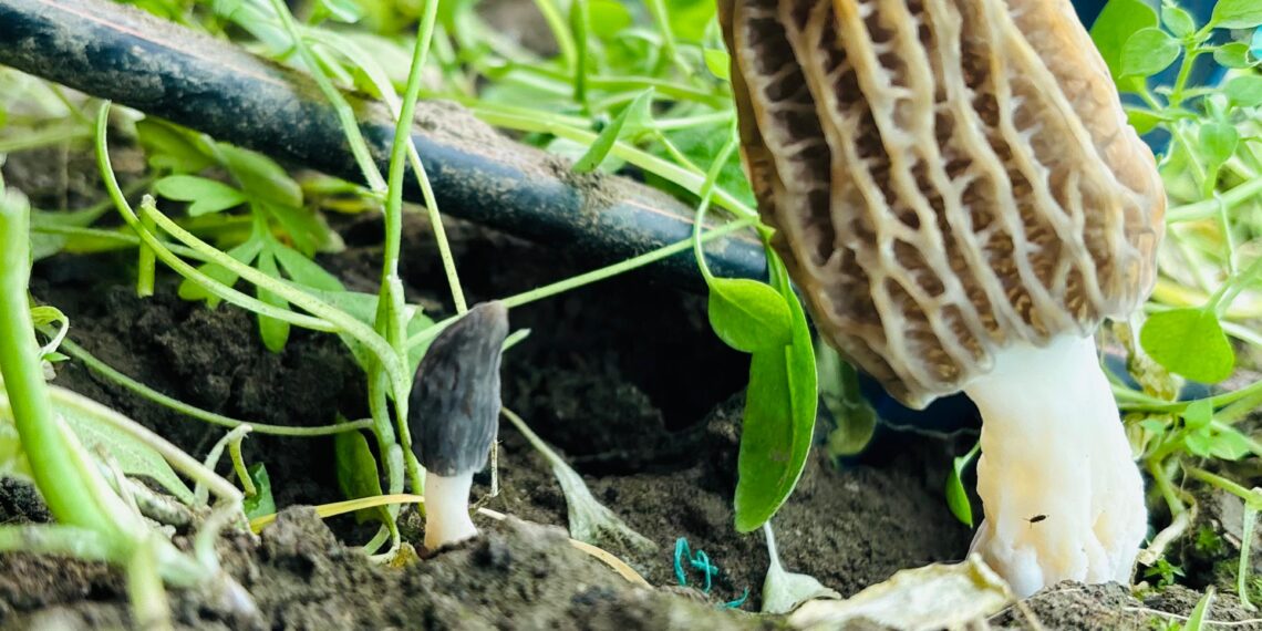 SKUAST-K scientists develop cultivation process for most expensive wild mushroom Gucchi