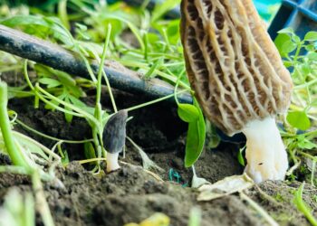 SKUAST-K scientists develop cultivation process for most expensive wild mushroom Gucchi 