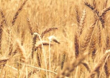 India bans wheat exports with immediate effect