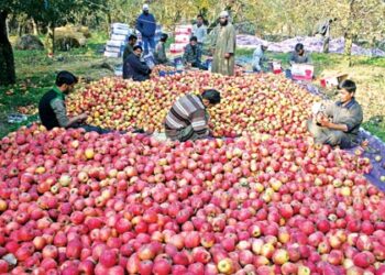 Less takers for J&K Govt’s ‘apple deal’ in Kashmir’s Shopian, Pulwama