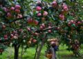 Dir Horticulture (K) takes stock of developmental activities in Kupwara