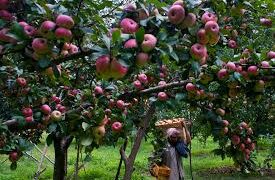 Dir Horticulture (K) takes stock of developmental activities in Kupwara
