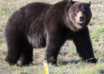 Elderly woman critically injured in bear attack at Kralgund