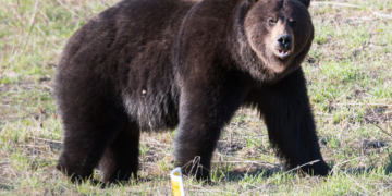 Elderly woman critically injured in bear attack at Kralgund
