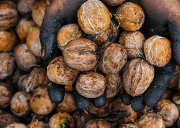 Walnut Harvesting Season Brings Autumn Vitality to Kashmir