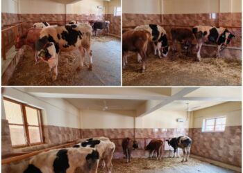 AHD Kashmir Imports 17 Elite US Dairy Bulls to Boost Genetic Upgradation in Valley