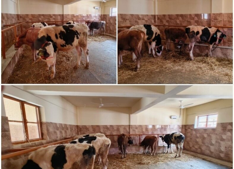 AHD Kashmir Imports 17 Elite US Dairy Bulls to Boost Genetic Upgradation in Valley