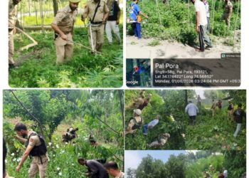 Police Destroys Illegal Cannabis, Poppy Cultivation in Kashmir Anti-Narcotics Drive