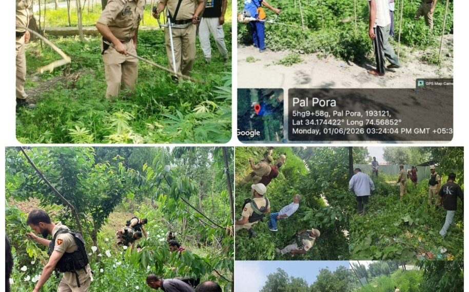 Police Destroys Illegal Cannabis, Poppy Cultivation in Kashmir Anti-Narcotics Drive