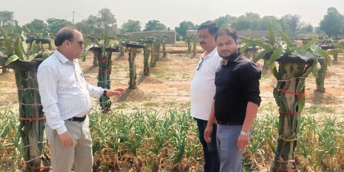 Dragon fruit cultivation gets impetus in Samba villages,  DHC conducts field visit to assess plantation progress 