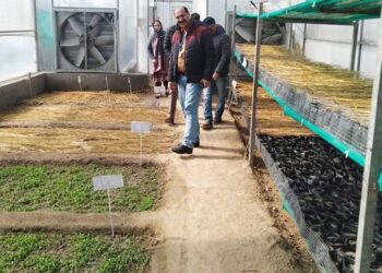 Director Agri(K) reviews preparations for valley wide vegetable seedling distribution drive