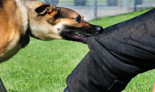 Girl dies after stray dog attack in Sopore