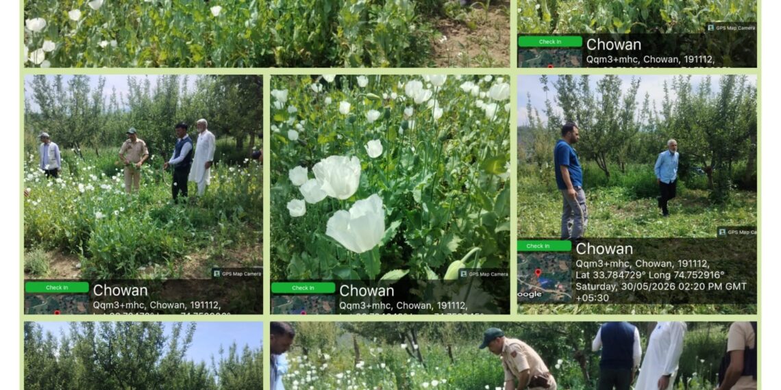 ED intensifies drive against illicit poppy cultivation in Shopian