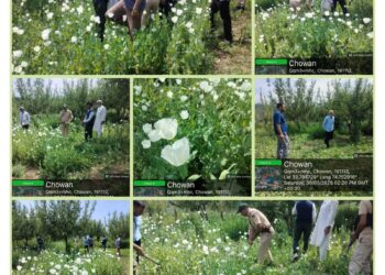 ED intensifies drive against illicit poppy cultivation in Shopian