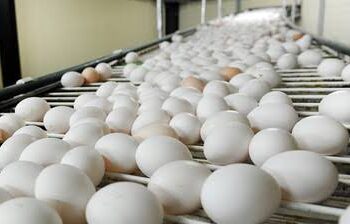 Inspection of eggs intensified across Valley amid concerns over toxic residues