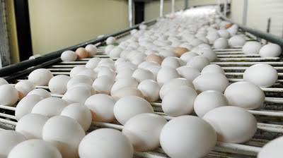 Inspection of eggs intensified across Valley amid concerns over toxic residues