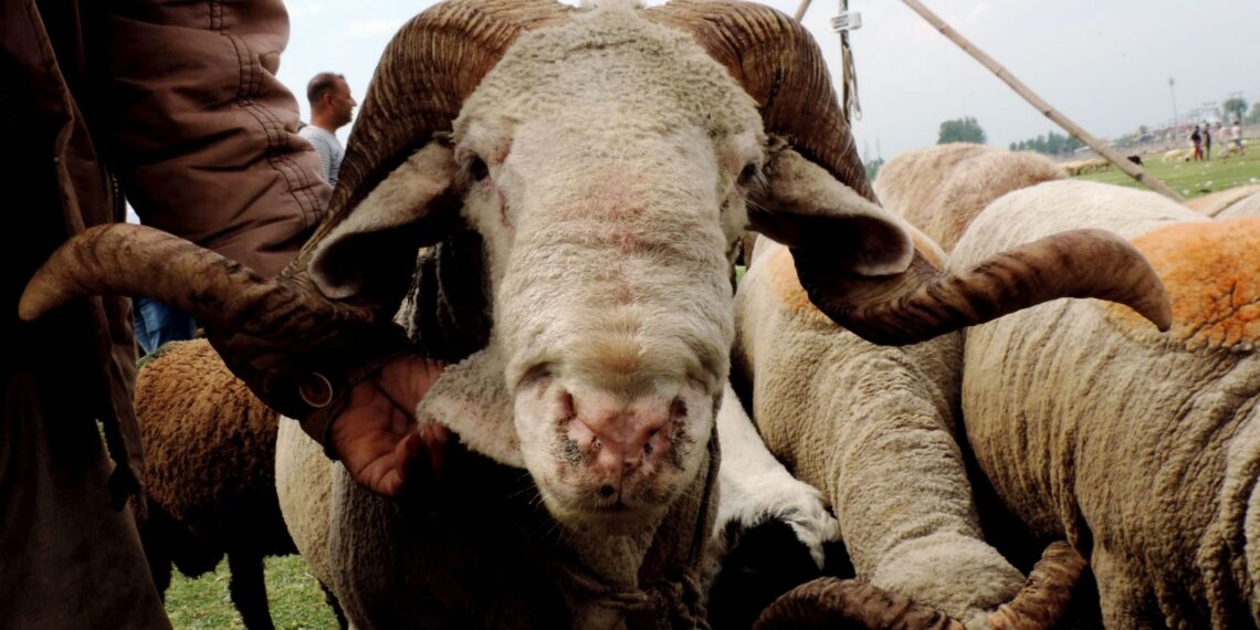 Sacrificial sheep out in market ahead of Eid-Ul-Azha