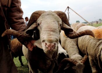 Sacrificial sheep out in market ahead of Eid-Ul-Azha