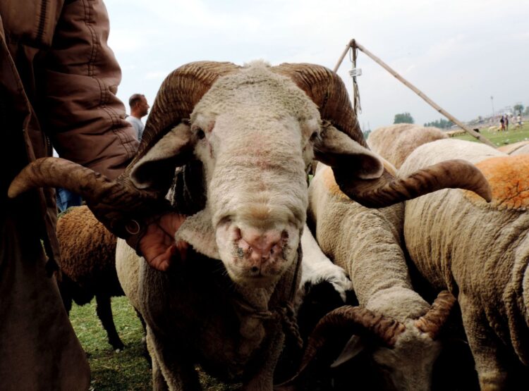 Sacrificial sheep out in market ahead of Eid-Ul-Azha