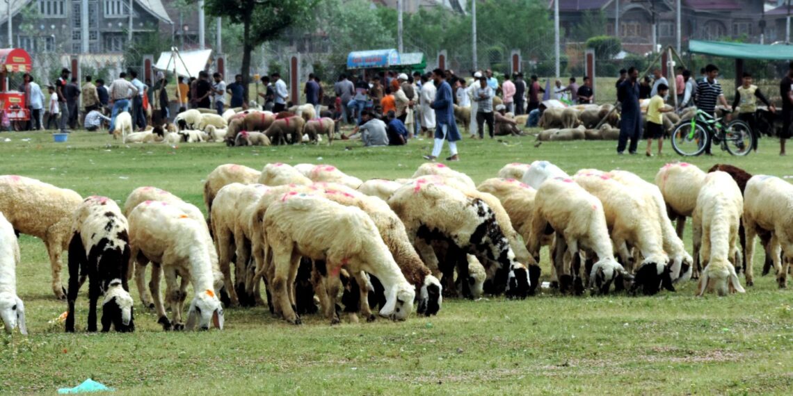 Sacrificial sheep out in market ahead of Eid-Ul-Azha