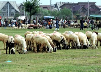 Sacrificial sheep out in market ahead of Eid-Ul-Azha
