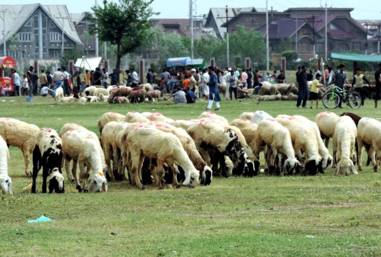 Sacrificial sheep out in market ahead of Eid-Ul-Azha