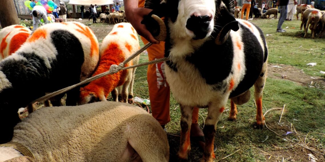 Sacrificial sheep out in market ahead of Eid-Ul-Azha