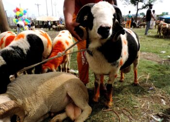 Sacrificial sheep out in market ahead of Eid-Ul-Azha