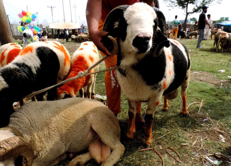 Sacrificial sheep out in market ahead of Eid-Ul-Azha