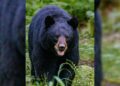 Wild Bear Attack Leaves Man Injured in Ganderbal’s Watalbagh