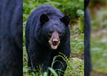Wild Bear Attack Leaves Man Injured in Ganderbal’s Watalbagh