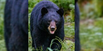 Wild Bear Attack Leaves Man Injured in Ganderbal’s Watalbagh