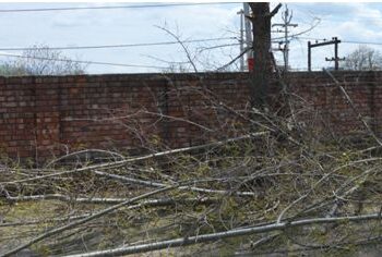 Axing of female poplar trees begins in Budgam