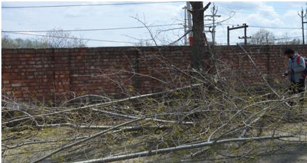 Axing of female poplar trees begins in Budgam