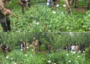 Illegal Poppy Cultivation Destroyed in Shopian, FIR Registered: Police