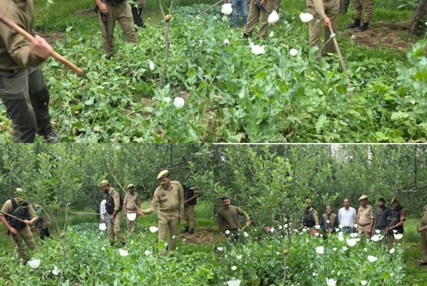 Illegal Poppy Cultivation Destroyed in Shopian, FIR Registered: Police