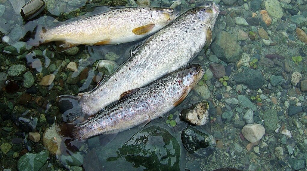 With RKVY support, Fish farming emerging as lucrative means of livelihood for youth across J&K